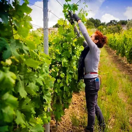 Winery - In A Tuscan Farm With Wi-fi Montecarlo