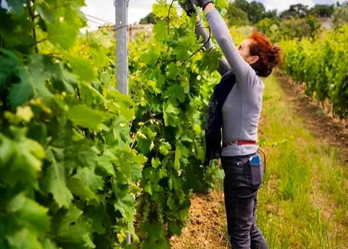Winery - In A Tuscan Farm With Wi-fi Montecarlo